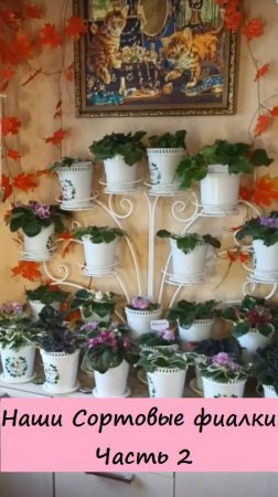 Наши Сортовые фиалки! Часть 2. 💖🌺🌸💐