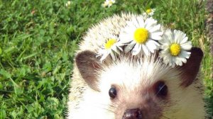 ДЕНЬ ЕЖА 2 ФЕВРАЛЯ