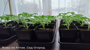 Что за Гномы томатные, откуда взялись. Как их выращиваю