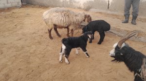 ХАЗОРАСПДА КУЙ КУЧКАР БОЗОР НАРХЛАРИ 19-01-2025Г