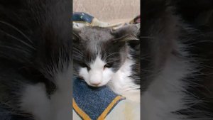 ФИП! ужасная болезнь моего кота Мелкого.