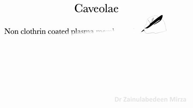Endocytosis: receptor mediated endocytosis | caveolae | pinocytosis | phagocytosis смотреть онлайн