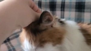 Как правильно гладить кошку. Что, если кошка прижимает уши?