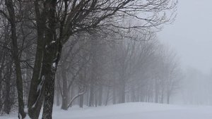 3700846-hd_1920_1080_30fps