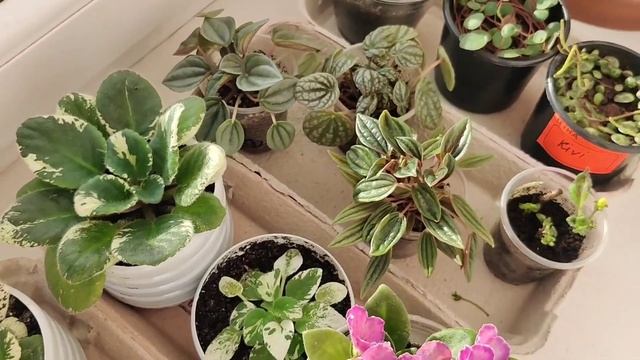 Пересадила деякі рослинки.🌱 Теревені з підвіконня. ☕ #рослини #кімнатнірослини #пересадкарослин
