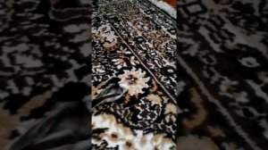 Длиннохвостая синица