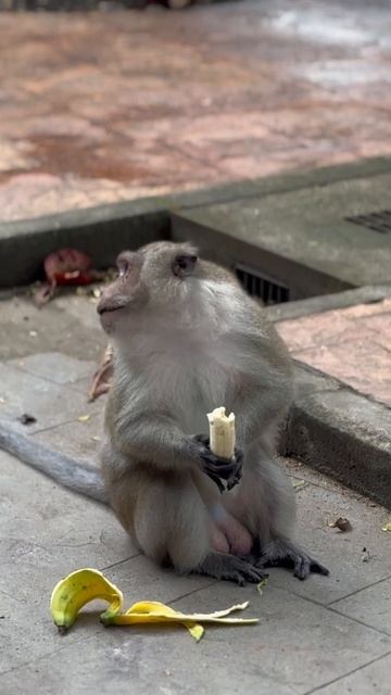 Обезьянка смотреть онлайн