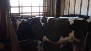 №15 Быки как бизнес. Живая копилка