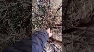 Охота на корсака петлями