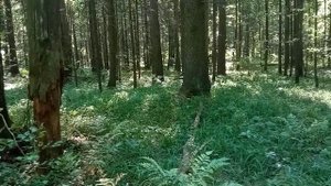 Защита от ножа