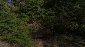 BOYA BY-DMR7 Shotgun Condenser Microphone Review