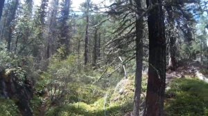 Алтайским выживальщикам