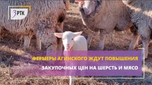 Фермеры Агинского ждут повышения закупочных цен на шерсть и мясо_замена