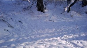 Лесные жители