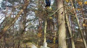 Спил макушки дерева ручной пилой.