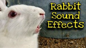 Rabbit Screaming Sounds High Quality || Rabbit Sounds || Bunny Screaming Sounds