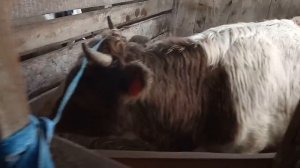 №5 Корова кормилица и два теленка - два противоположных случая