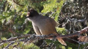 7338190-hd_1920_1080_24fps