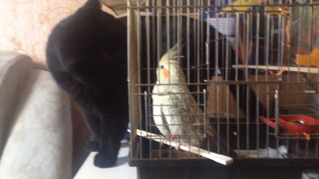 Знакомство кошки и попугая смотреть онлайн