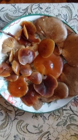 Фламмулины - зимние опята. Грибы зимой.