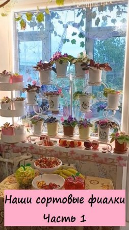 Наши сортовые фиалки. Часть 1. 💖🌺🌸💐