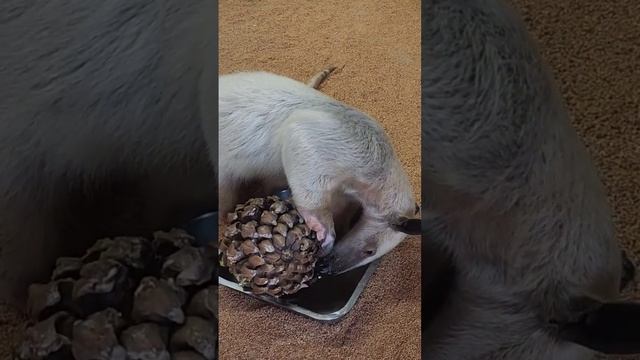 #Anteater #eating #bugs from #pinecone #❤️