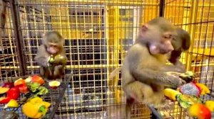 Мы сегодня без папы кормим гамадрил и Люська не хочет нас слушаться)))