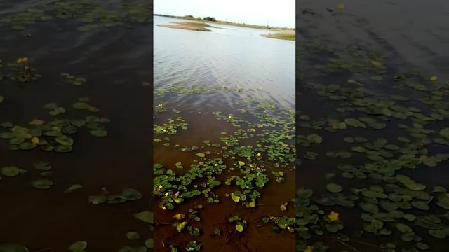 Цветок лотос красота! Дальневосточный))))