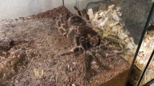 Time-lapse of adult female Lasiodora klugi molting