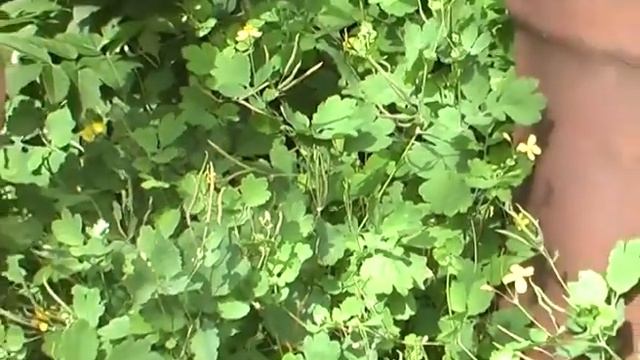 Наш травник Чистотел большой. Кратко смотреть онлайн