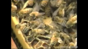 Как подготовить пчелосемьи к зиме? (Университет Джорджии, США)