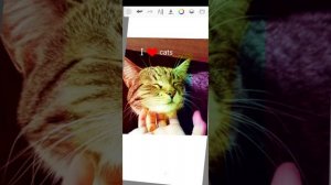 история + радужный котик