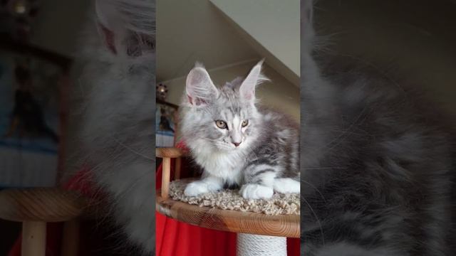 Котёнок мейн-кун из питомника Страна Гулливеров-Y2