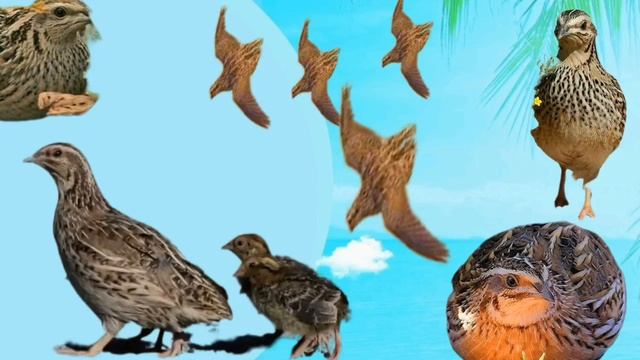 batair madi ki awaz mp3 مادی بٹیر کی آواز