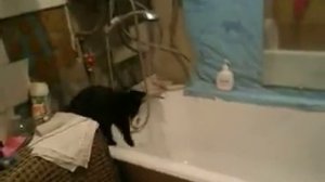 кошка моет лапы.AVI