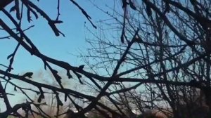 Как определить ростовую и цветочную почку