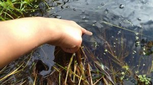 карасей запускаем в пруд