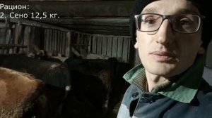 Герефорды против черно пестрых 2