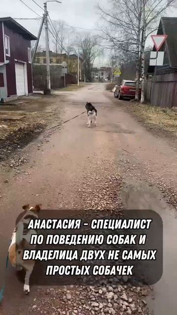 Собаки дерутся, что делать? Полное интервью здесь 👆#Shorts