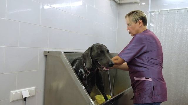 Веймаранер.Базовый уход, процедуры во время линьки  собак короткошерстных пород. смотреть онлайн