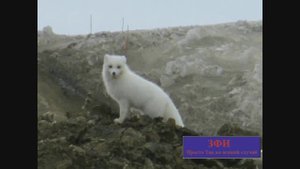 Дикий мир Арктики, животные Арктики