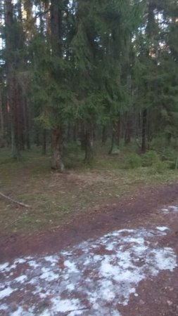 В лесу Телеши народные гуляния на Крещение.