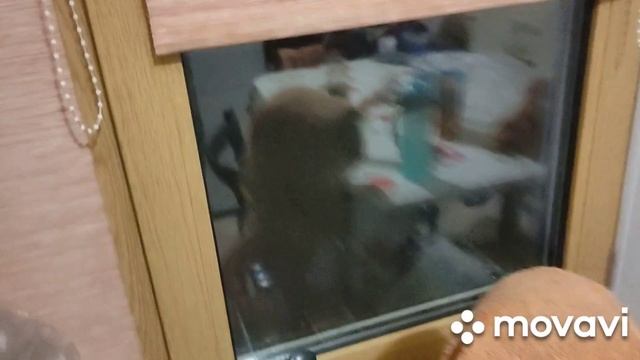 БОЛЬШЕ, ЧТОБ НИКОГДА! ВЕРОНИКА- ЗЕБРА.