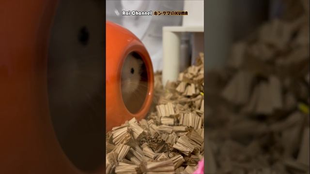 ハムスターが花瓶に入りあくびをする姿がウツボ【かわいいハムスター】