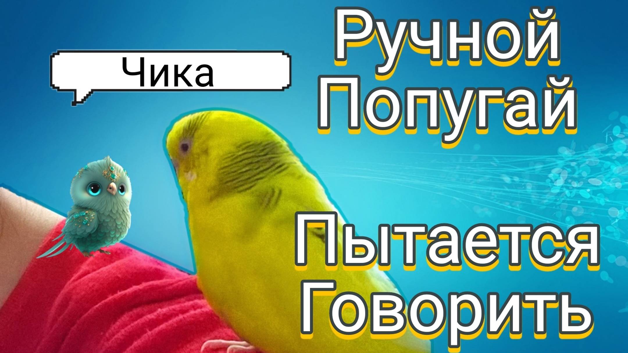 РУЧНОЙ ПОПУГАЙ ЧТО ТО ХОЧЕТ СКАЗАТЬ, ГОВОРИТ РАДИ ПОЦЕЛУЯ? ЦЕЛУЮ ЧИКУ!