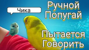РУЧНОЙ ПОПУГАЙ ЧТО ТО ХОЧЕТ СКАЗАТЬ, ГОВОРИТ РАДИ ПОЦЕЛУЯ? ЦЕЛУЮ ЧИКУ!