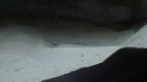 Fishing fries of Neolamprologus mustax Congo