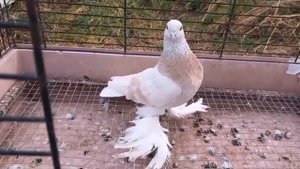 Белые Тасманы (Алмагоры). Голубевод Sergej Peters (Сергей Петерс). Голуби /Tauben /Pigeons.