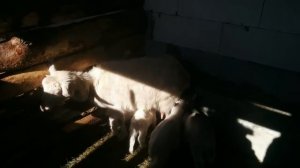 Совместное содержание козлят с козой. Приемные козлята