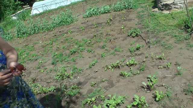 Новинка Клубника гигант - снимаем пробу смотреть онлайн